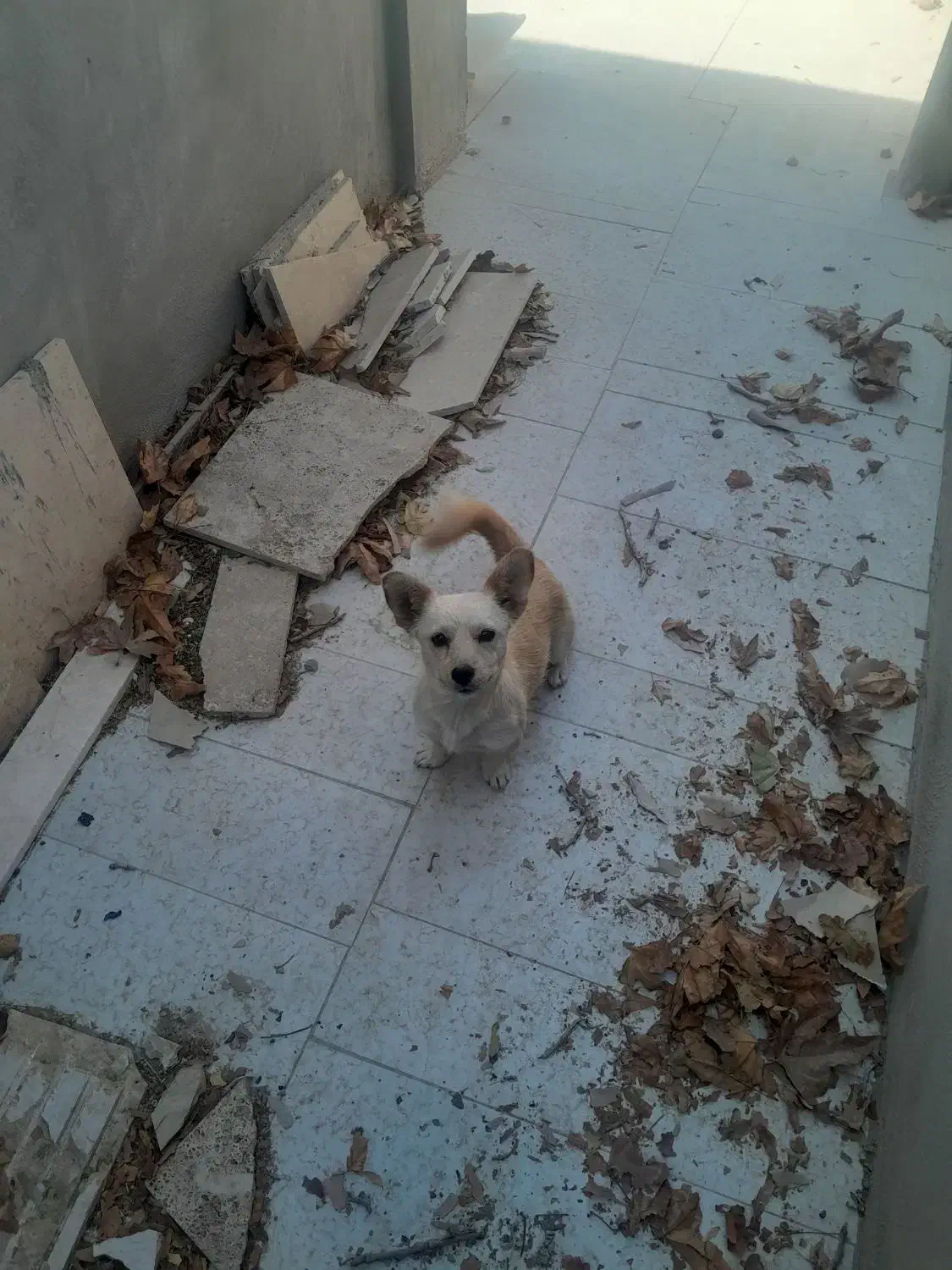 واگذاری سگ پامر|سگ|خمینی‌شهر, |دیوار