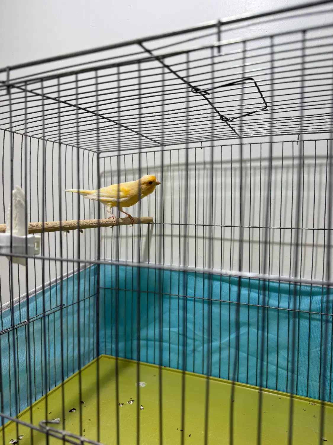 قناری|پرنده|مسجد سلیمان, |دیوار