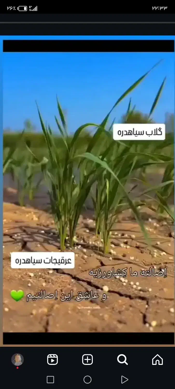 عرقیات سیاه دره|عمده‌فروشی|خزل, |دیوار