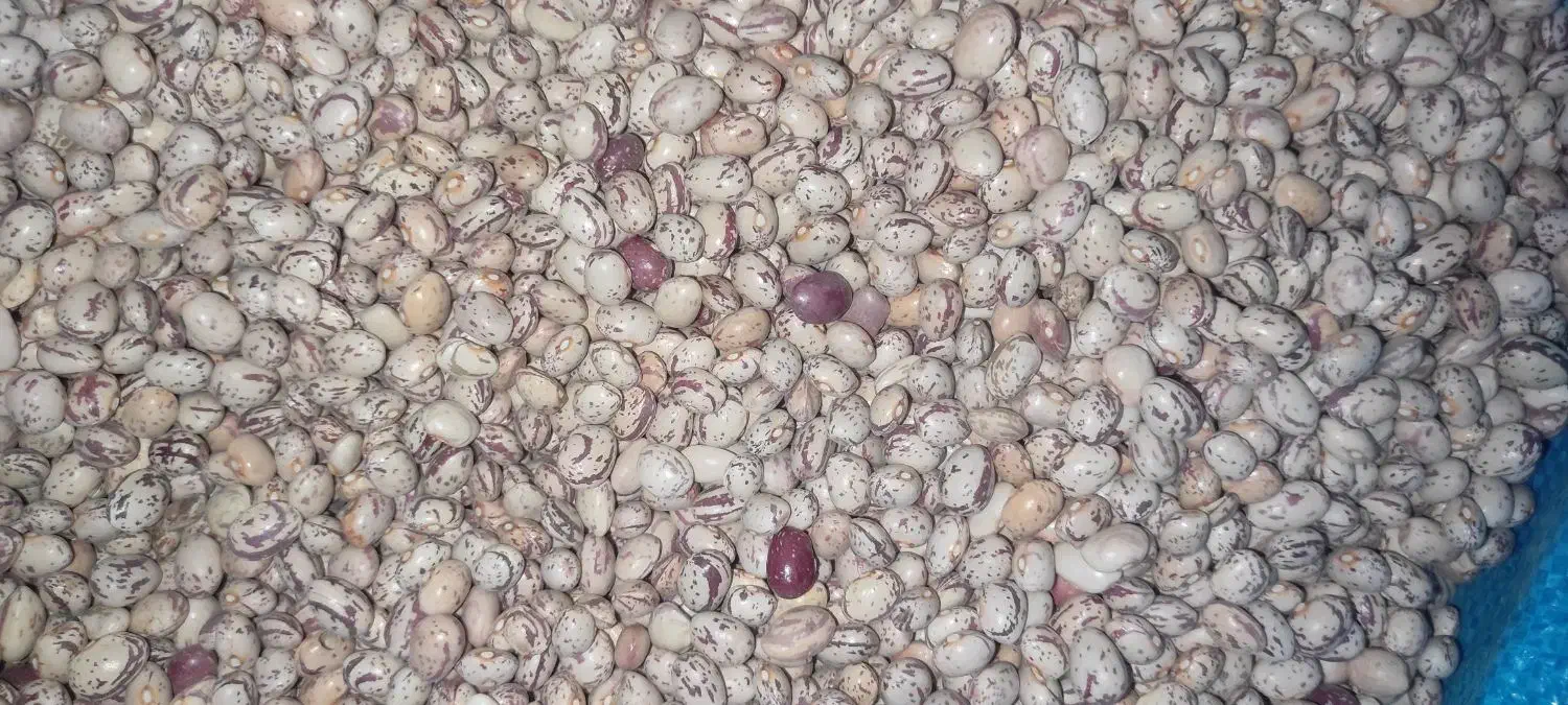 فروش لوبیا چیتی و قرمز|عمدهفروشی|مرودشت, رودبال|دیوار