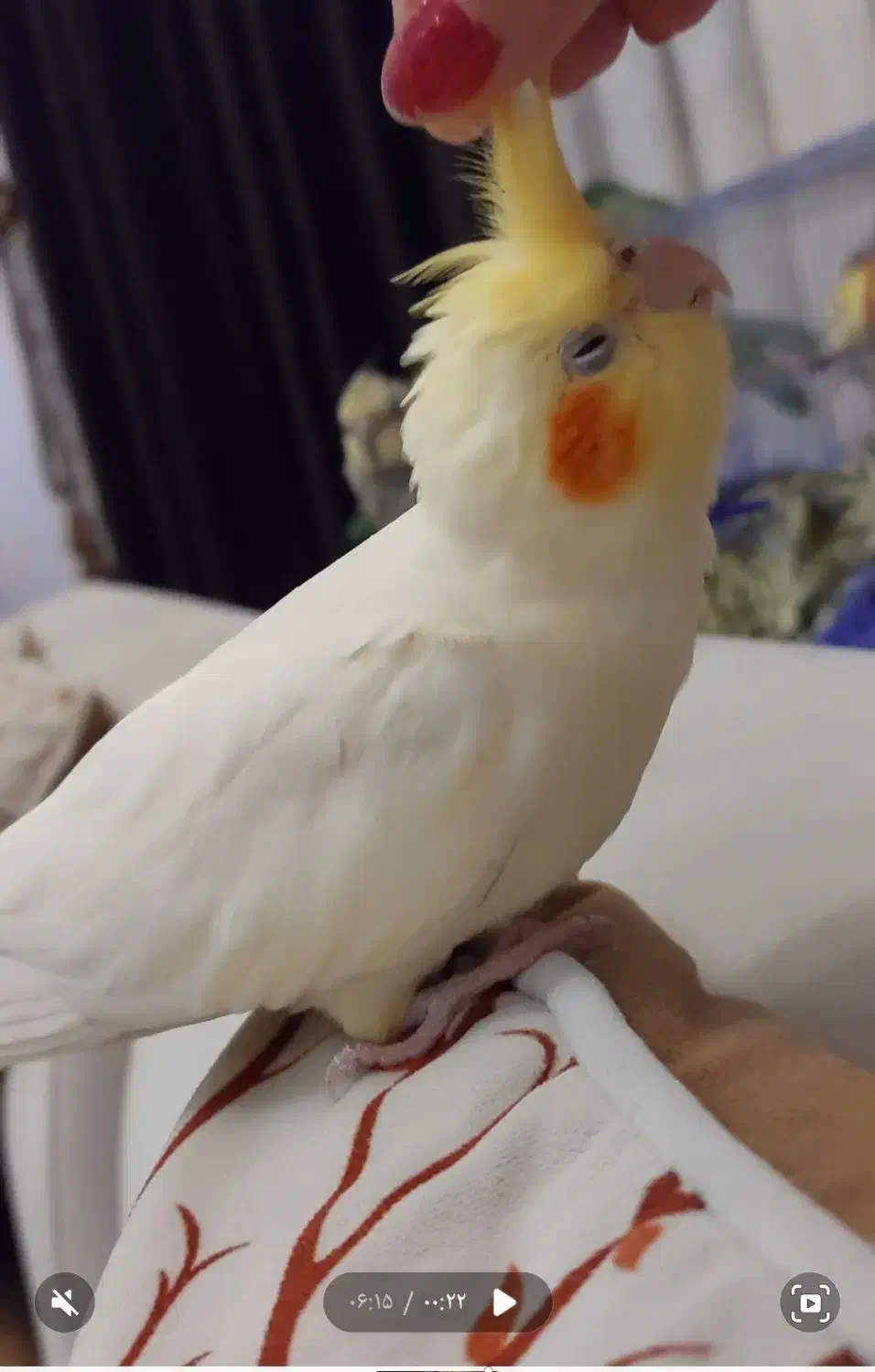 عروس هلندی گمشده|پرنده|سلمانشهر, |دیوار