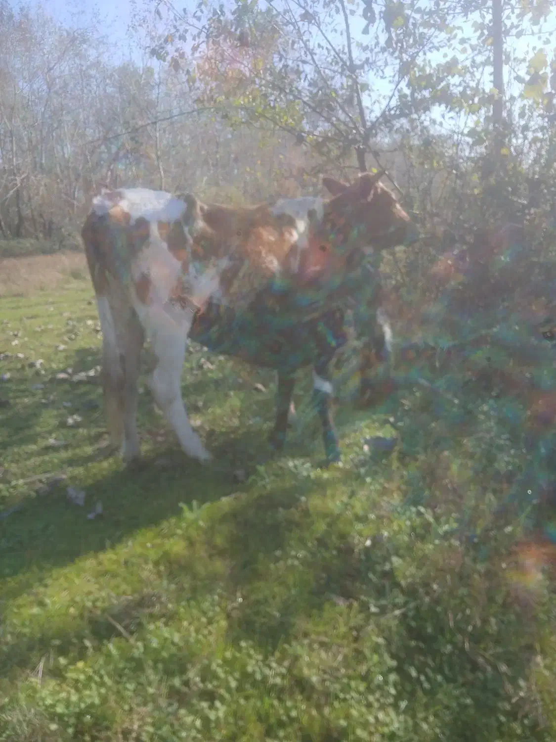 گاوباگوساله نر|حیوانات مزرعه|آستانه اشرفیه, |دیوار