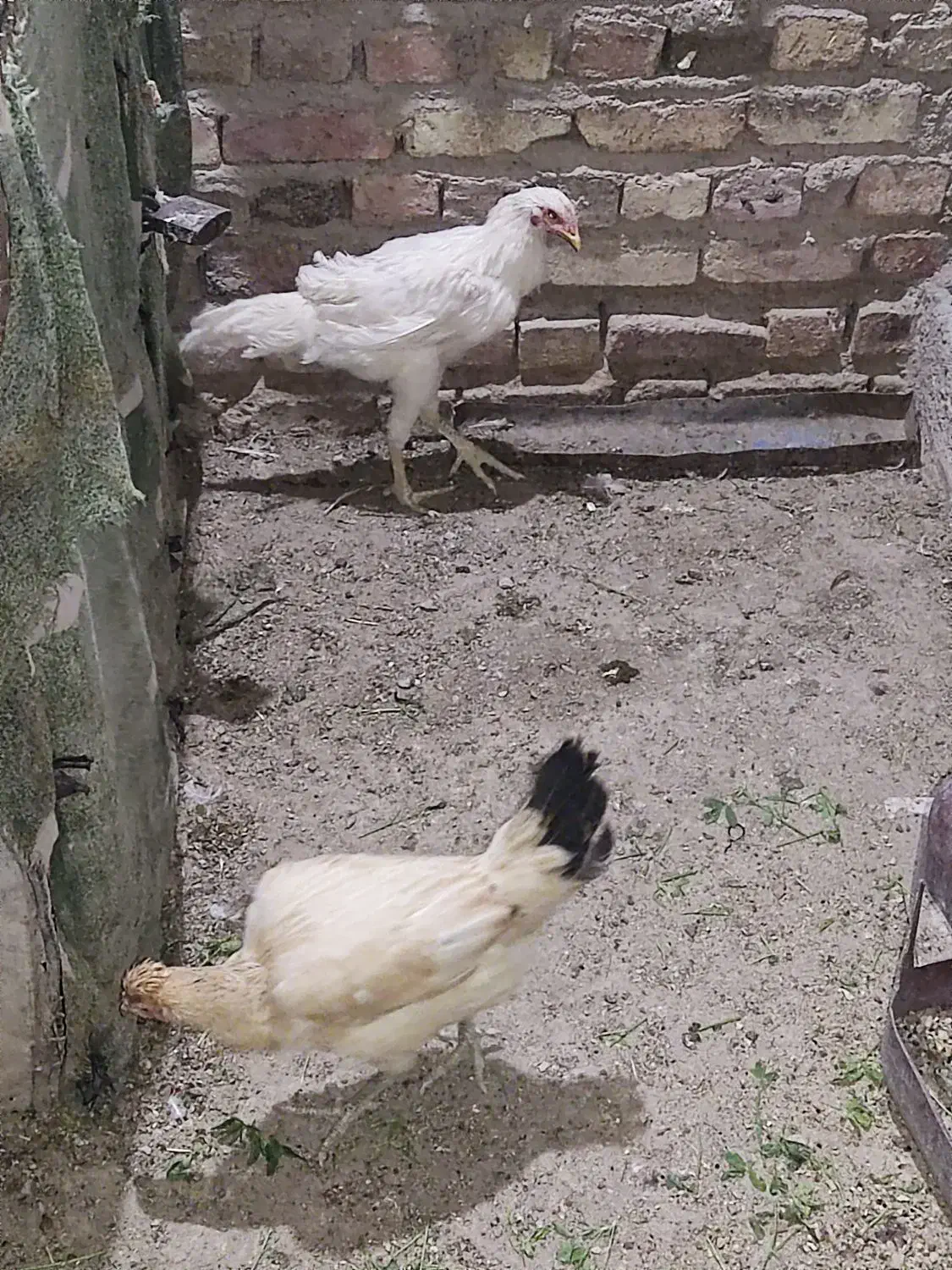 دوتا مرغ فروشی نروماده،یک دوصد،|پرنده|خاش, |دیوار