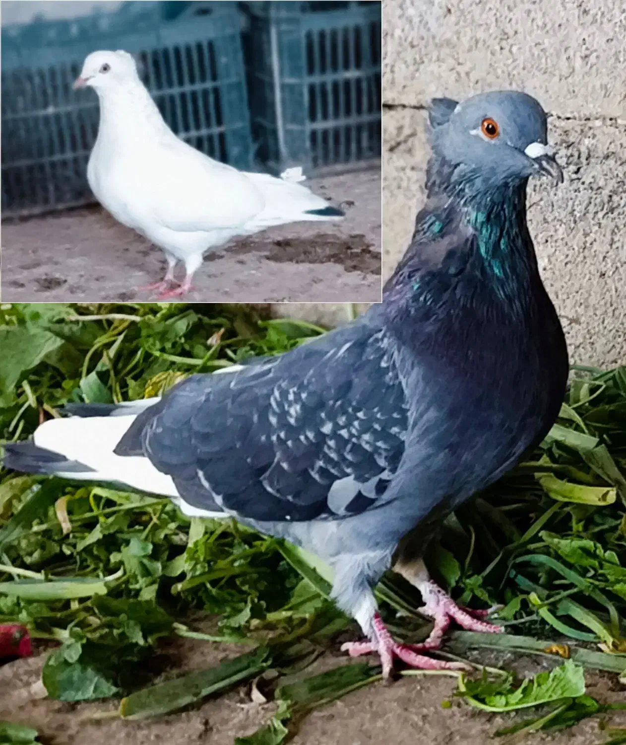 یه جفت کبوتر|پرنده|جوانرود, |دیوار