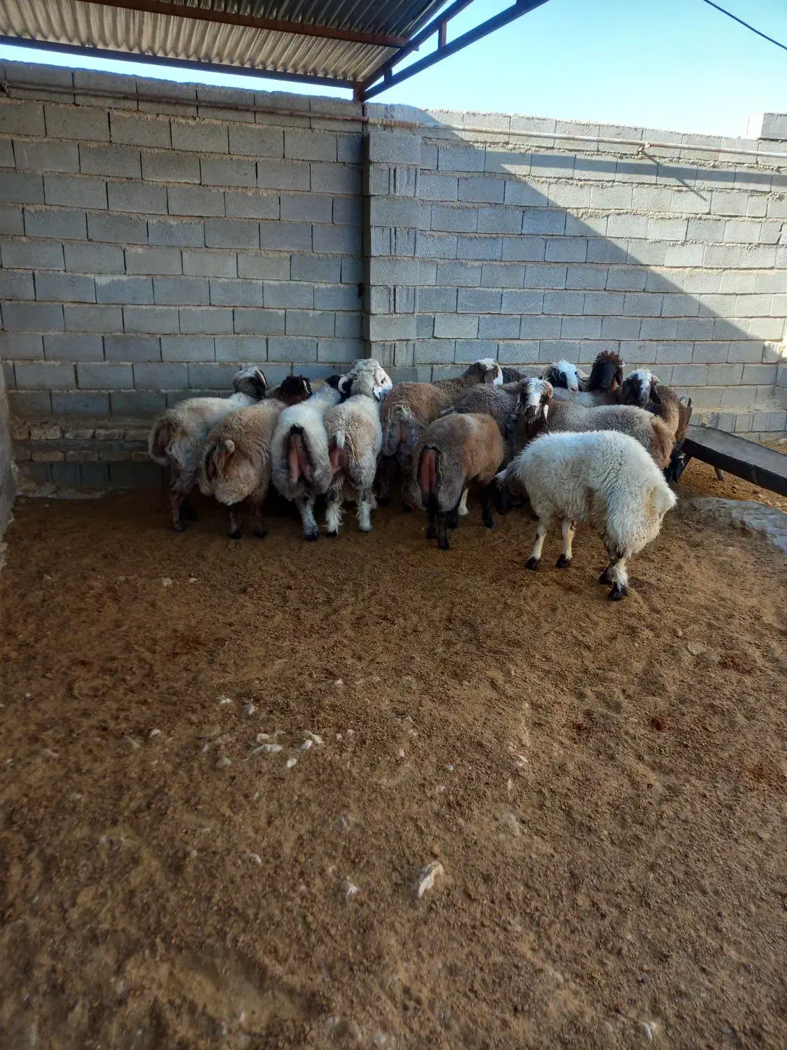 بره نر  به شرط بالا زنی|حیوانات مزرعه|سیدان, |دیوار