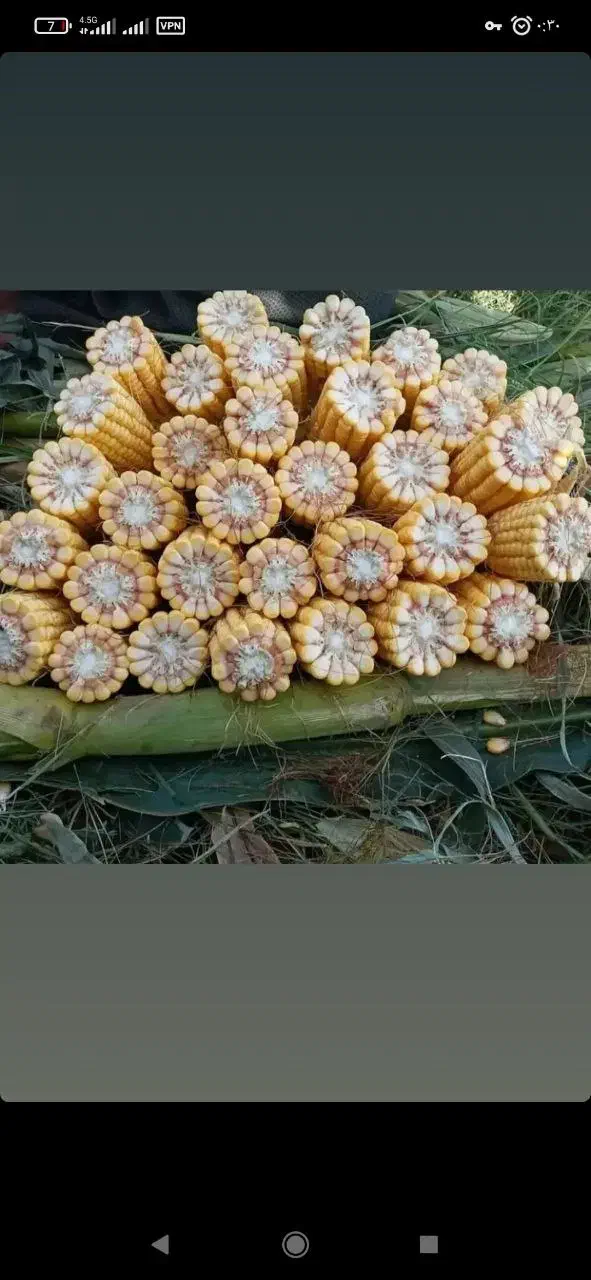 ذرت علوفه ای وخوراک دام|عمدهفروشی|دشتابی, |دیوار