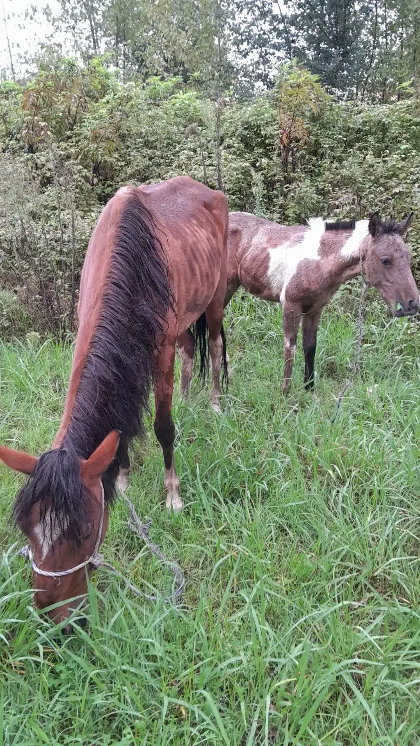 مادیان سال چهار با کره نریان ابلغ|اسب و تجهیزات اسب‌سواری|آستانه اشرفیه, |دیوار