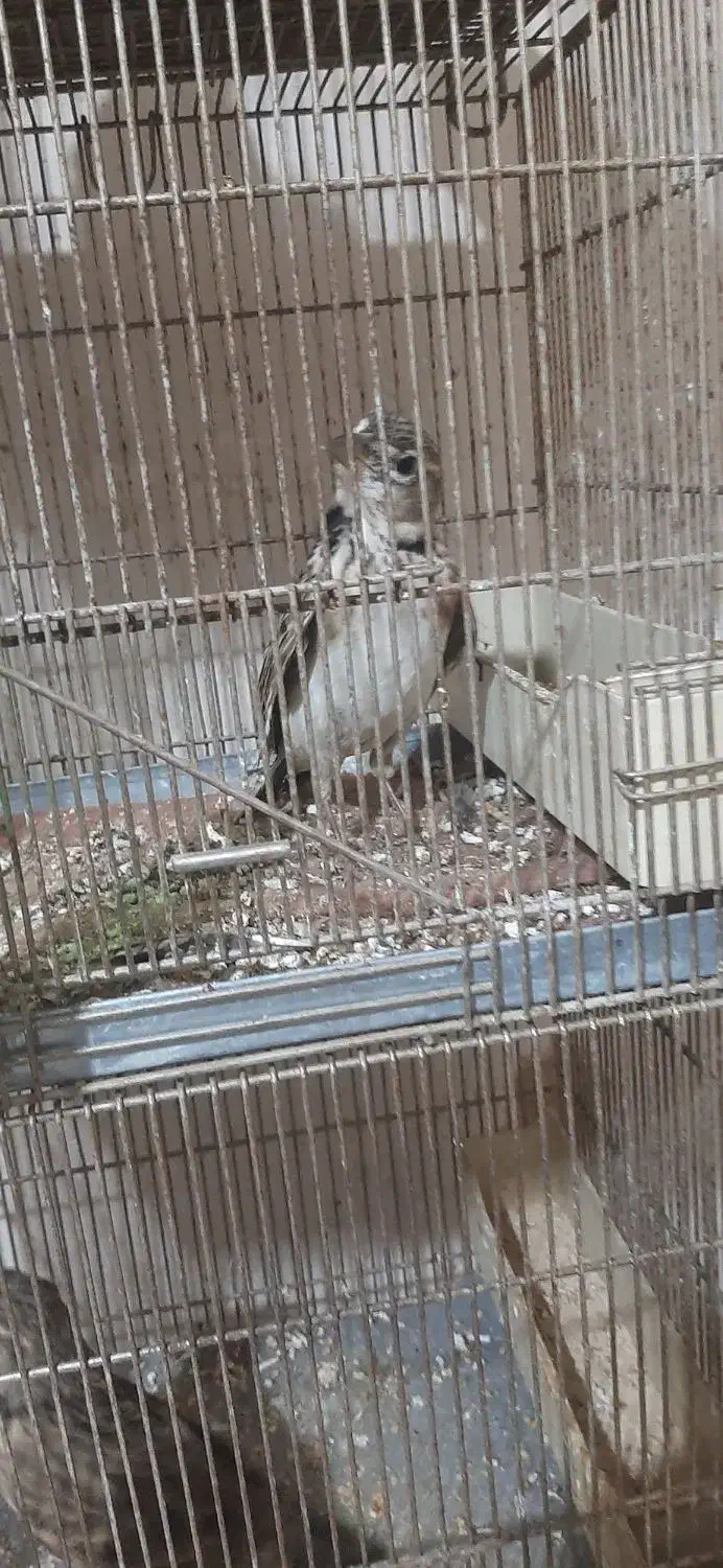 سهره خاکی|پرنده|میاندوآب, |دیوار