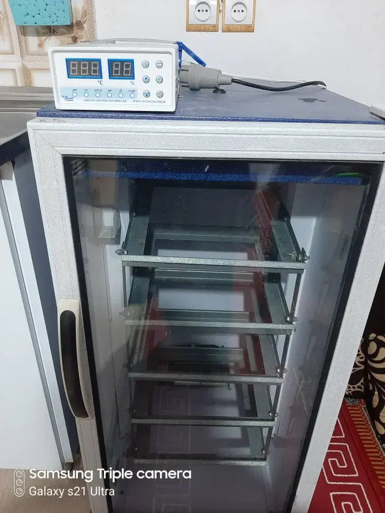 جوجه کشی|عمدهفروشی|برازجان, |دیوار