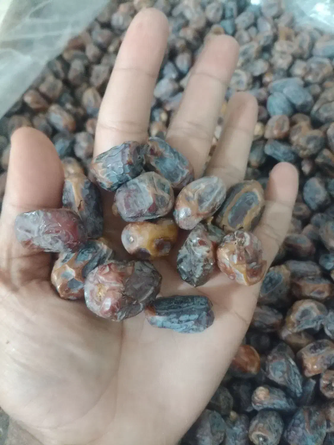 خرمای مضافتی و کلوته عمده فروشی|خوردنی و آشامیدنی|مشهد, کارمندان دوم|دیوار