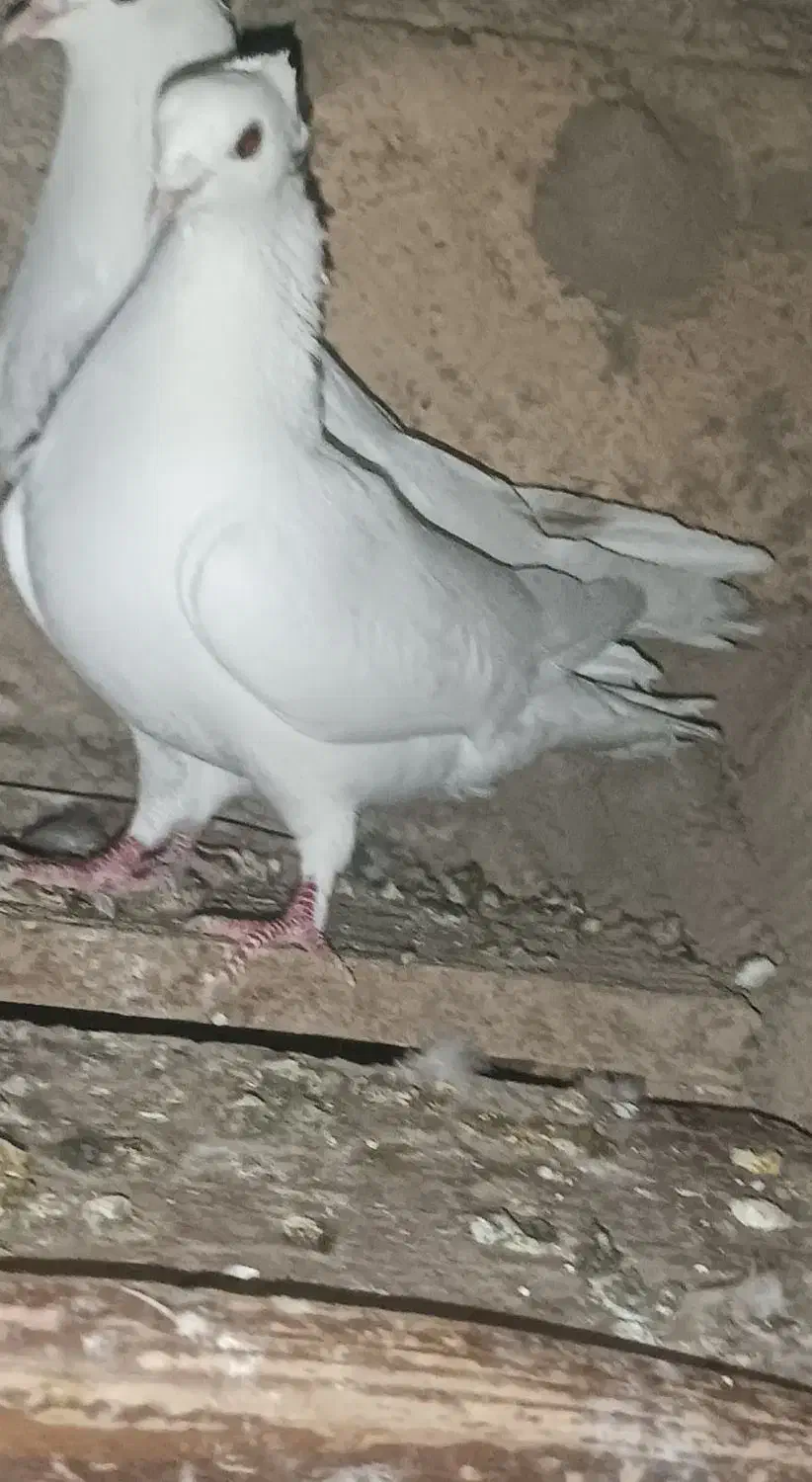 دو عدد کبوتر تهرانی|پرنده|اسلام آباد, |دیوار