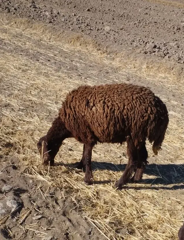 بره ماده|حیوانات مزرعه|شازند, |دیوار