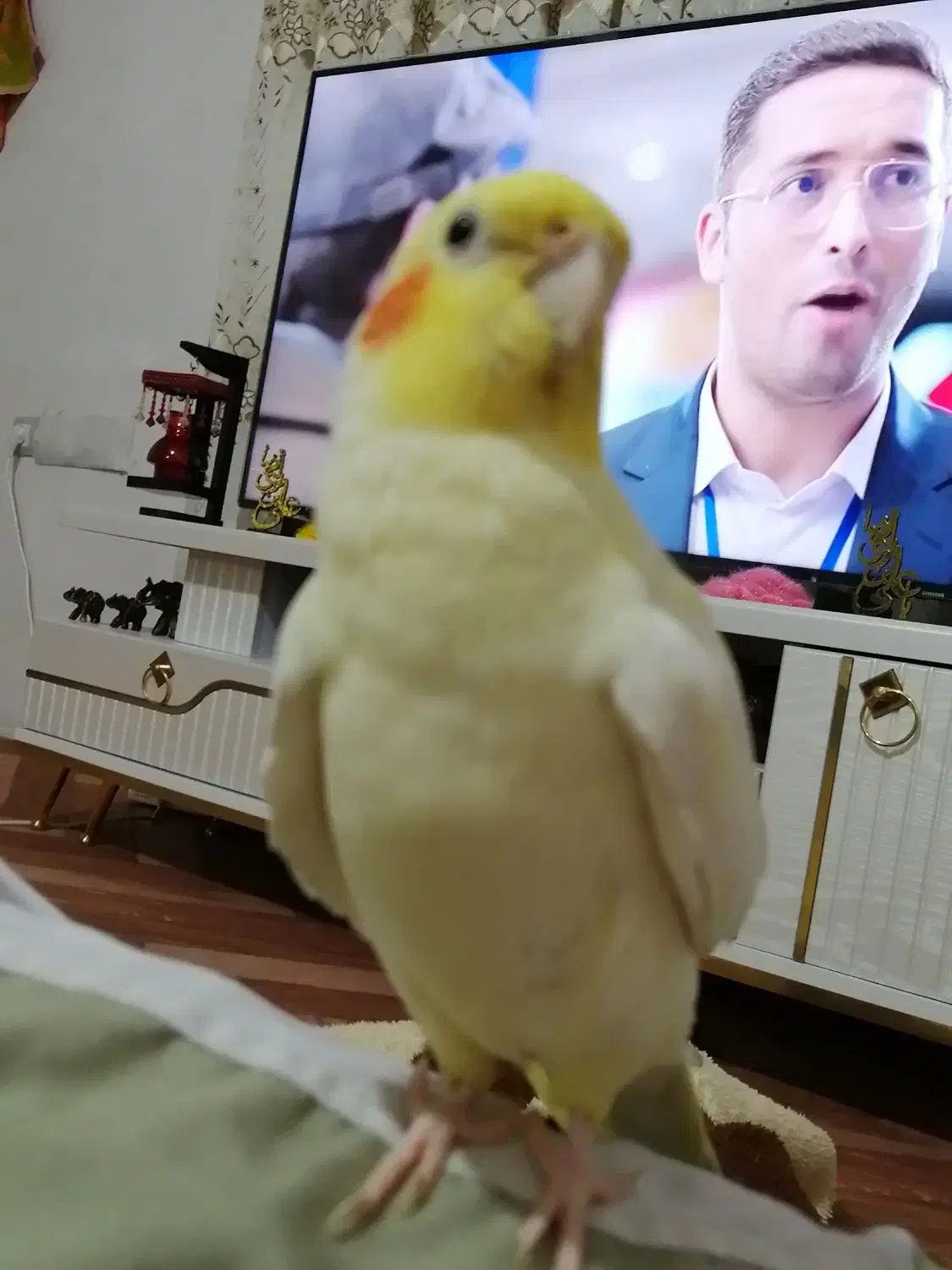 گم شده عروس|حیوانات|قزوین, |دیوار