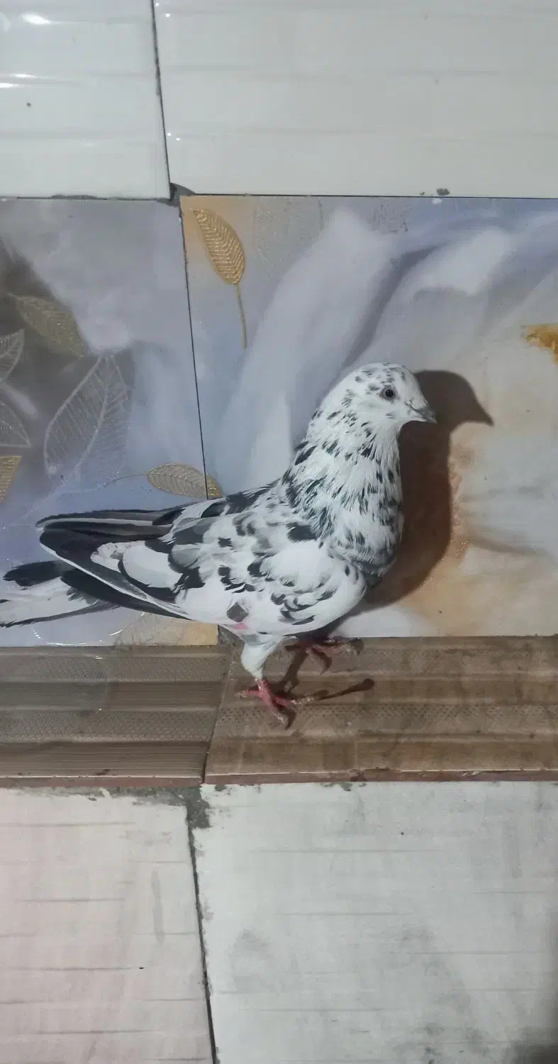 کبوتر پرشی|پرنده|نیر (اردبیل), |دیوار