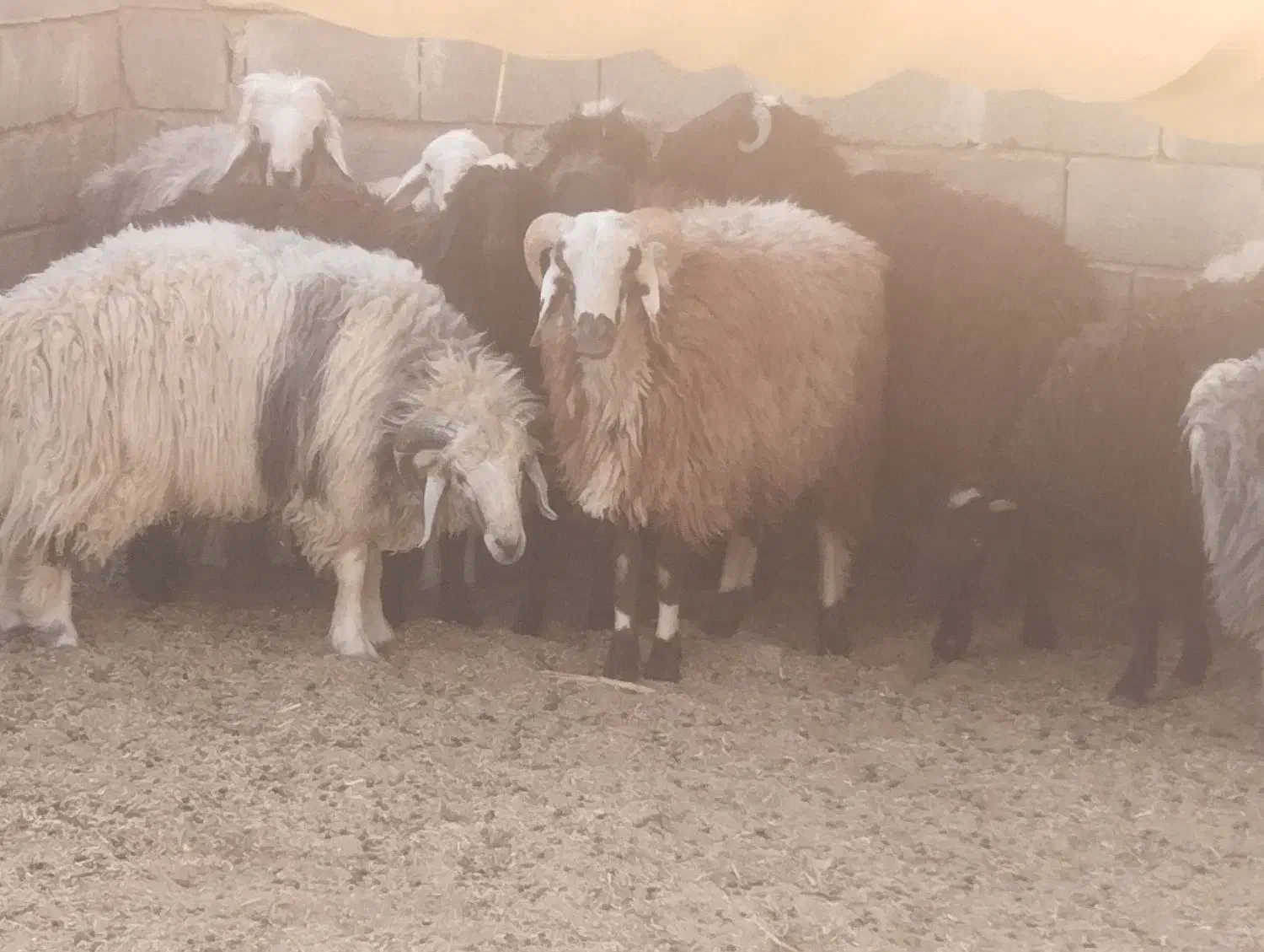 فروش بره چاق|حیوانات مزرعه|بختگان, |دیوار