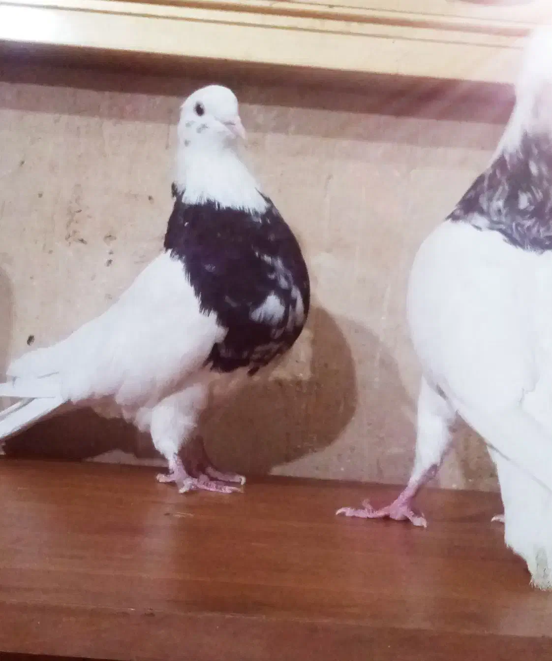 2تا طوقی شازده نر|پرنده|شیراز, فرودگاه شهید دستغیب شیراز|دیوار