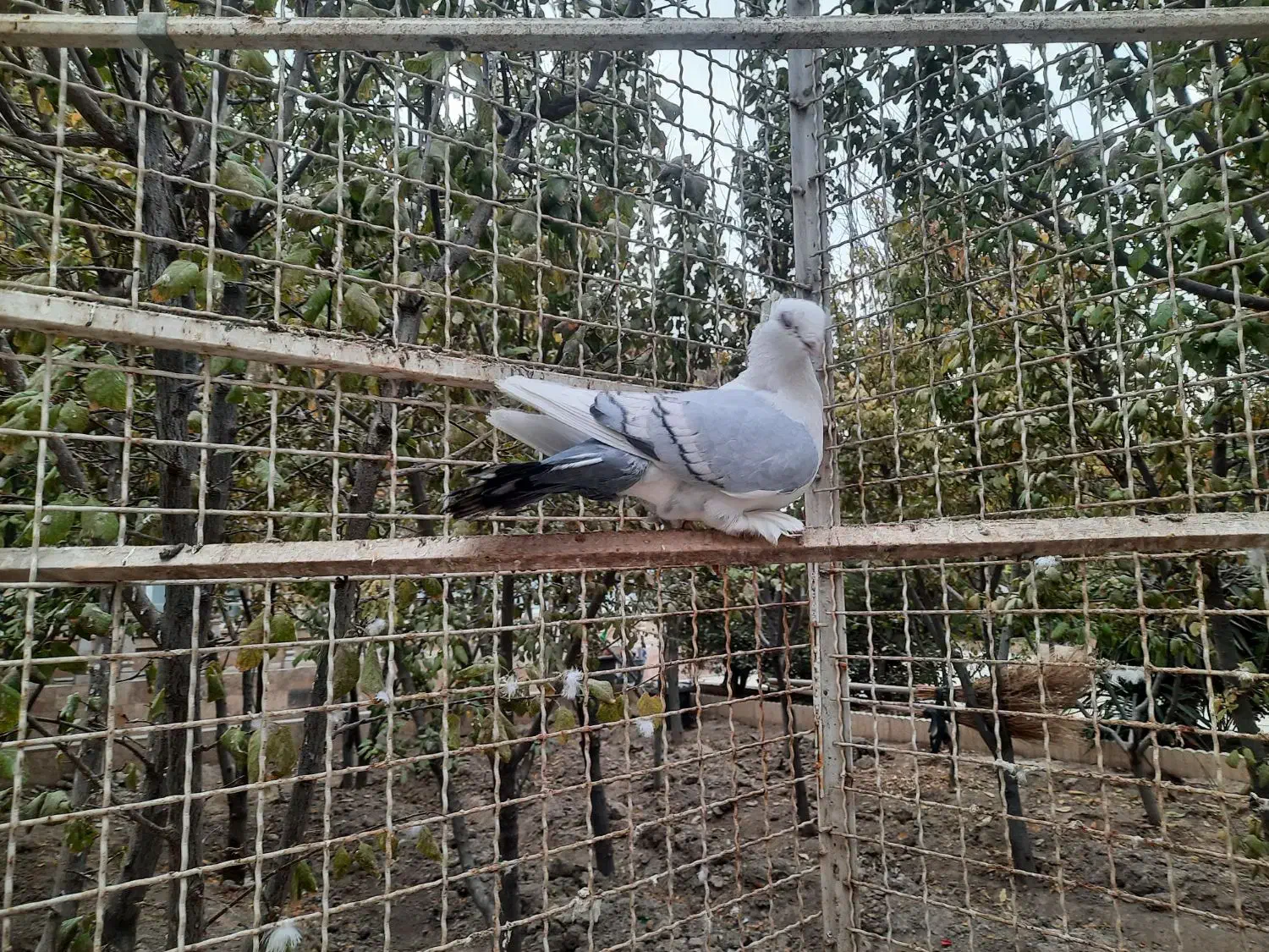 کفتر بلژیکی|پرنده|صفادشت, |دیوار