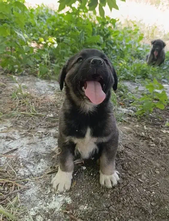 تو له سگ سرابی اصیل|سگ|مشهد, هفده شهریور|دیوار