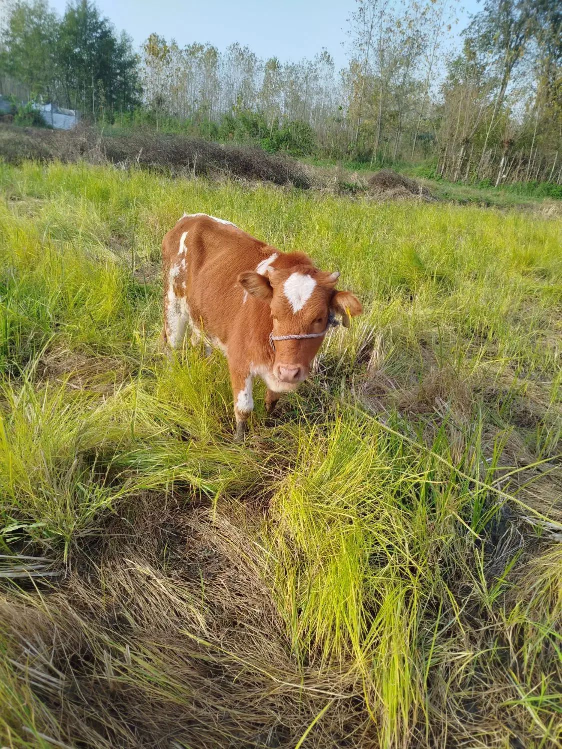 فروش چهار راس گوساله ماده|حیوانات مزرعه|شلمان, |دیوار
