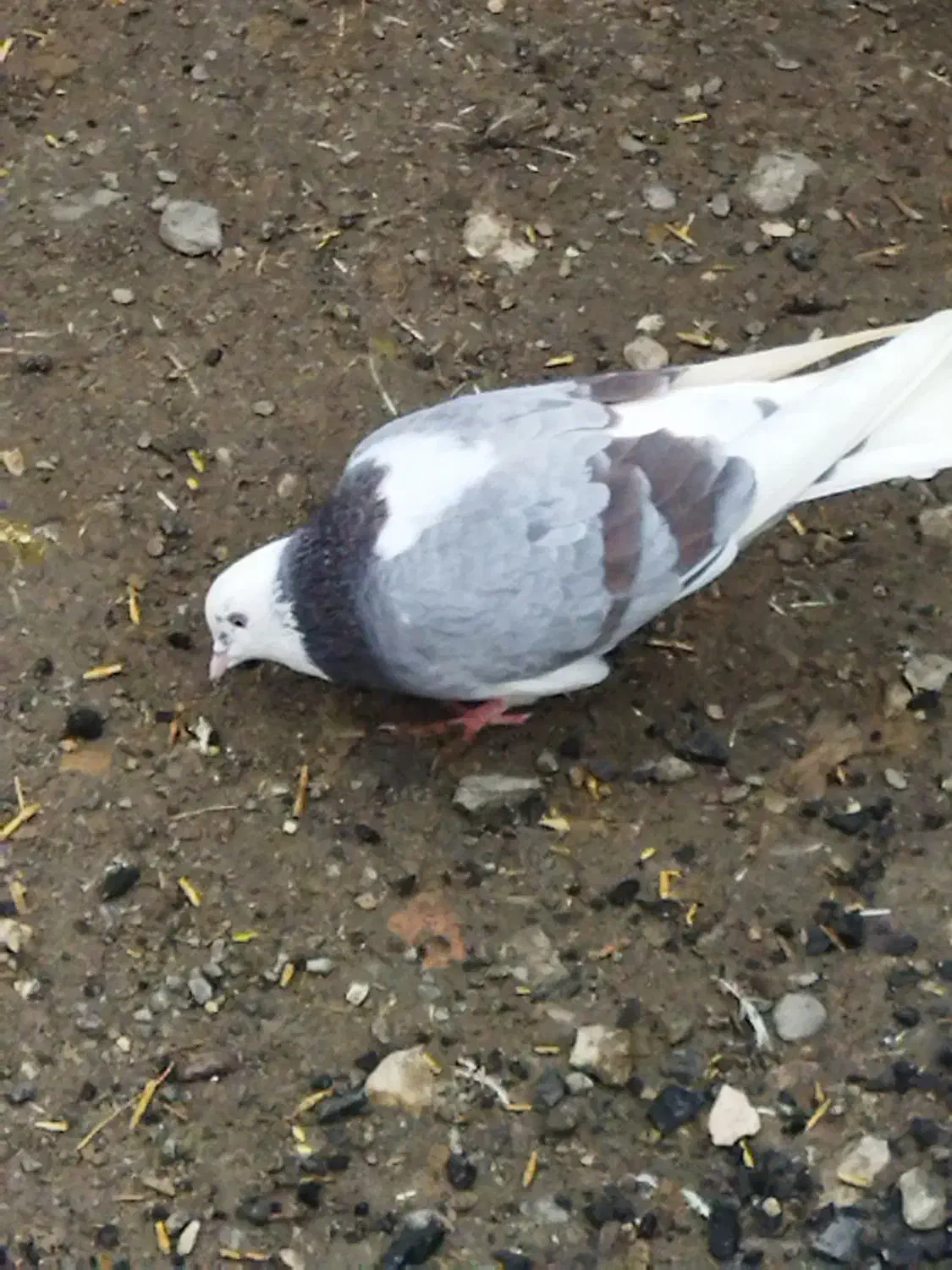 کبوتر پرشی|پرنده|ارومیه, |دیوار