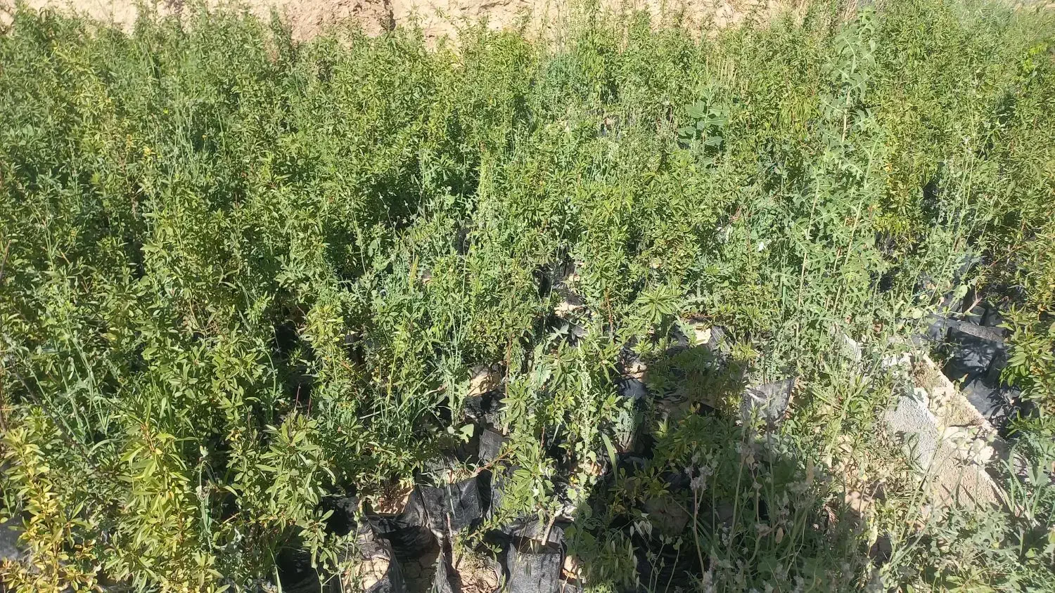 نهال بادام دیر گل شاهرودی|خدمات باغبانی و درختکاری|مرودشت, نقش رستم|دیوار