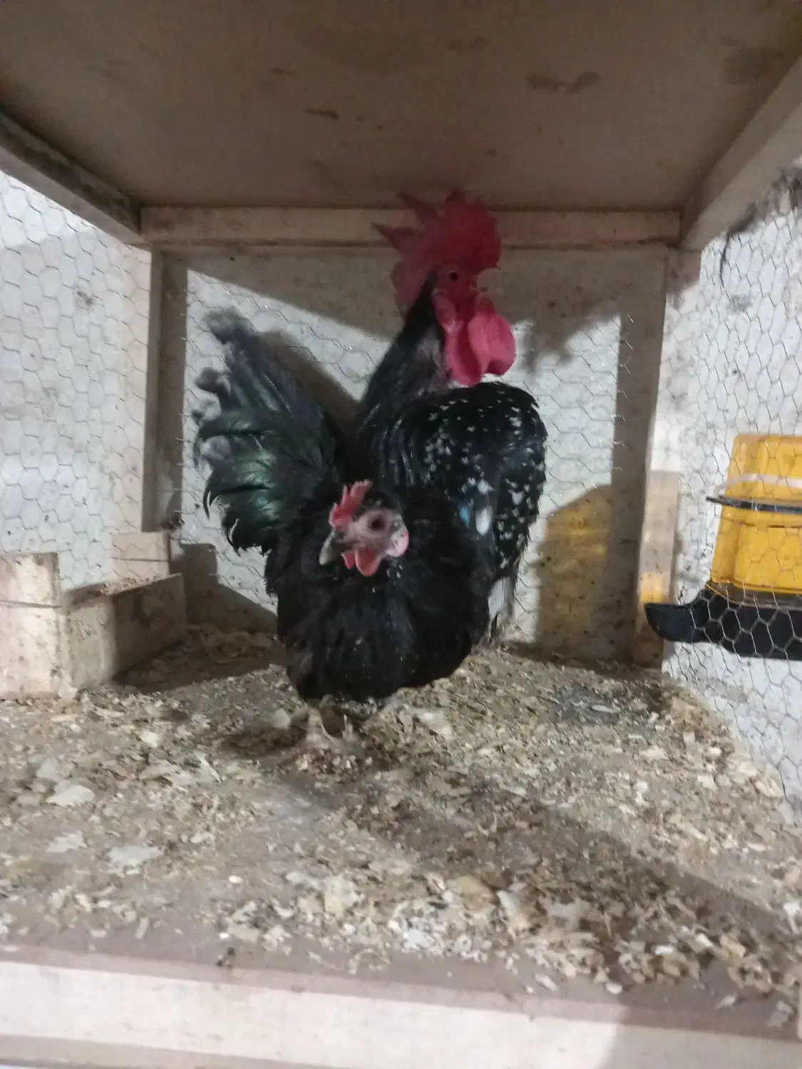 فروش یک جفت جاپنیز|حیوانات مزرعه|قائم‌شهر, |دیوار