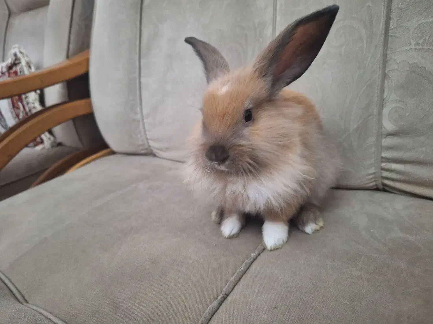 خرگوش|موش و خرگوش|تهران, گلستان (شهرک راه آهن)|دیوار