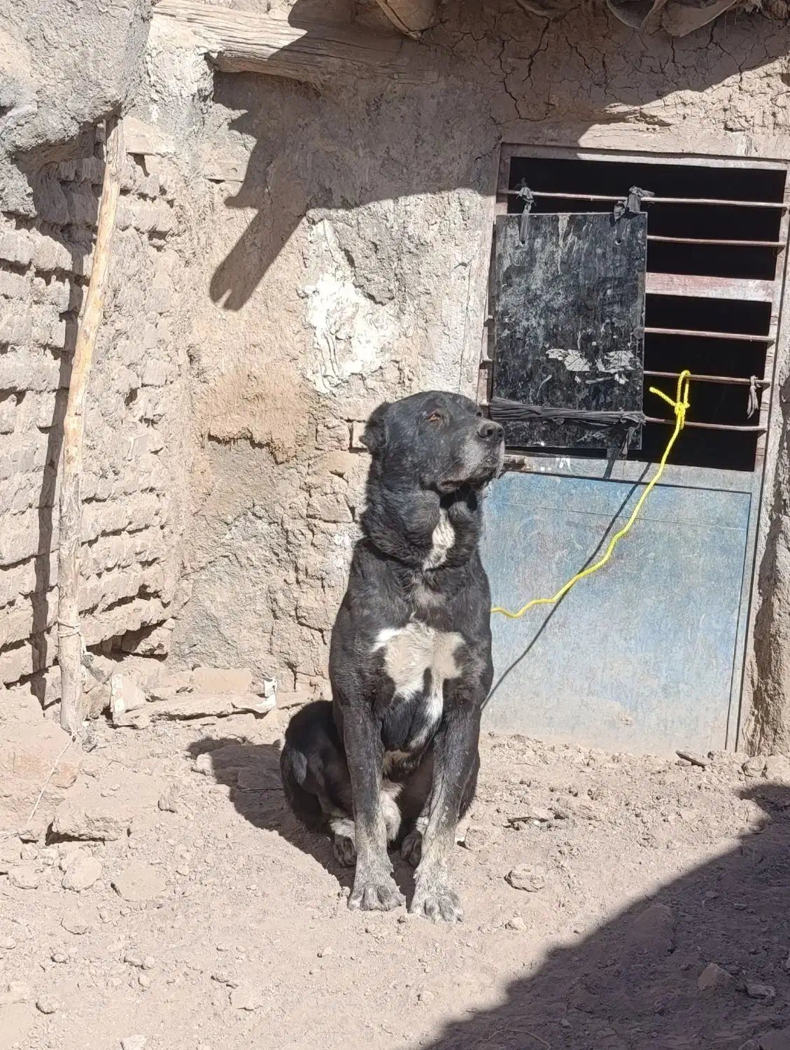 رمگی|سگ|تربت جام, پاسداران|دیوار