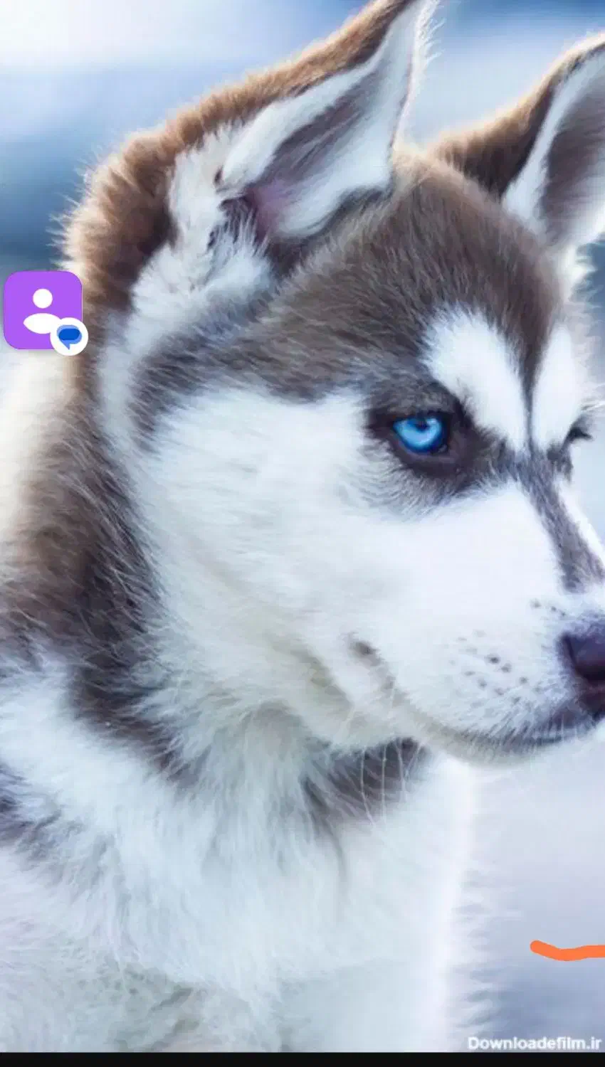 سگ م|سگ|خرمآباد (تنکابن), |دیوار