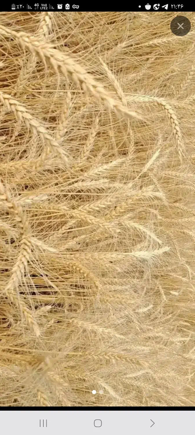 گندم دیم بذری بوجاری شده آماده کشت رقم پراو|عمده‌فروشی|جوانرود, |دیوار