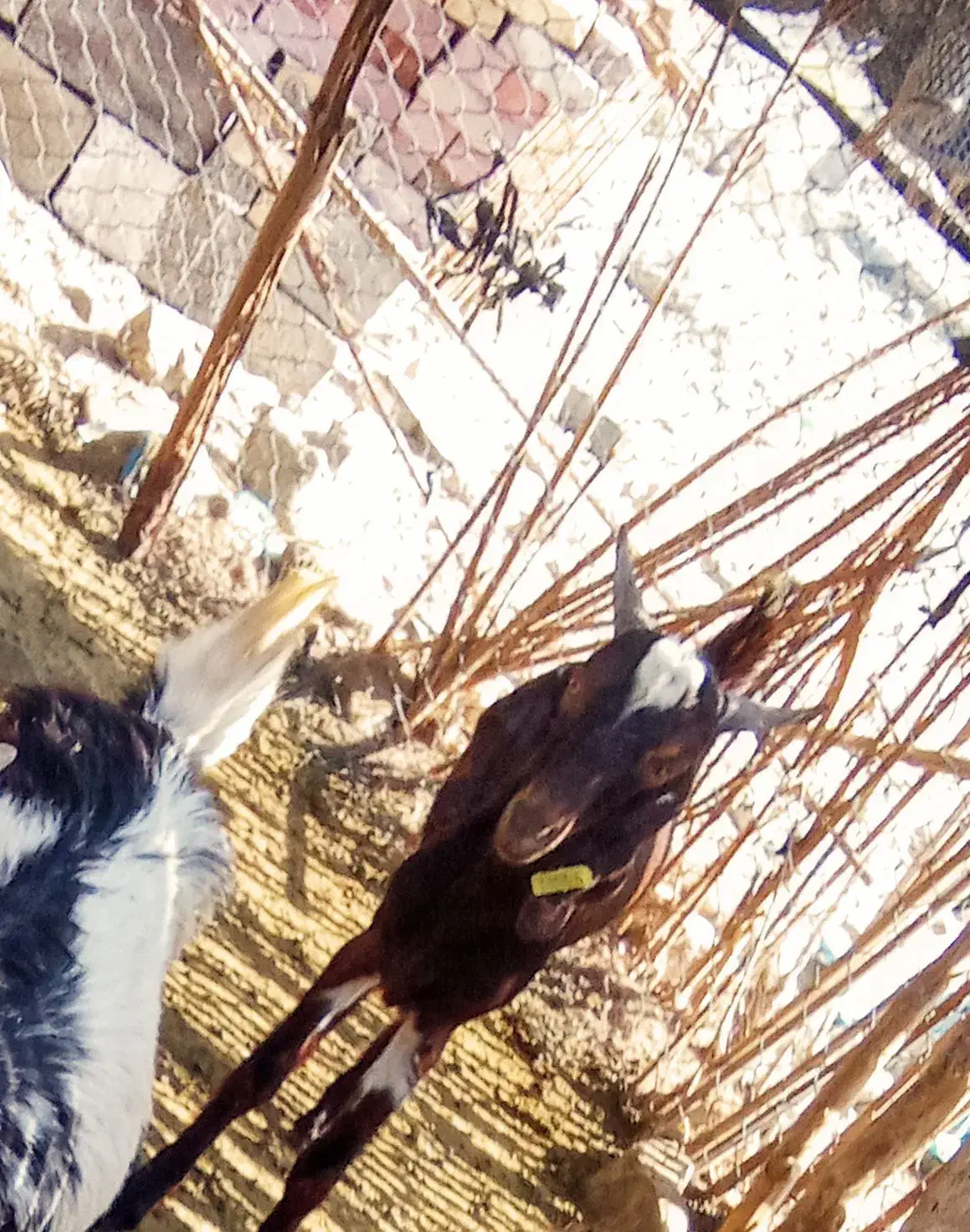 120000000|حیوانات مزرعه|درب بهشت, |دیوار