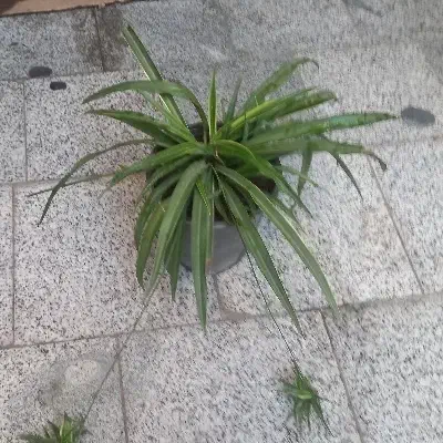 گندمی بزرگ پر از بچه|گل و گیاه طبیعی|تهران, مهران (سیدخندان)|دیوار