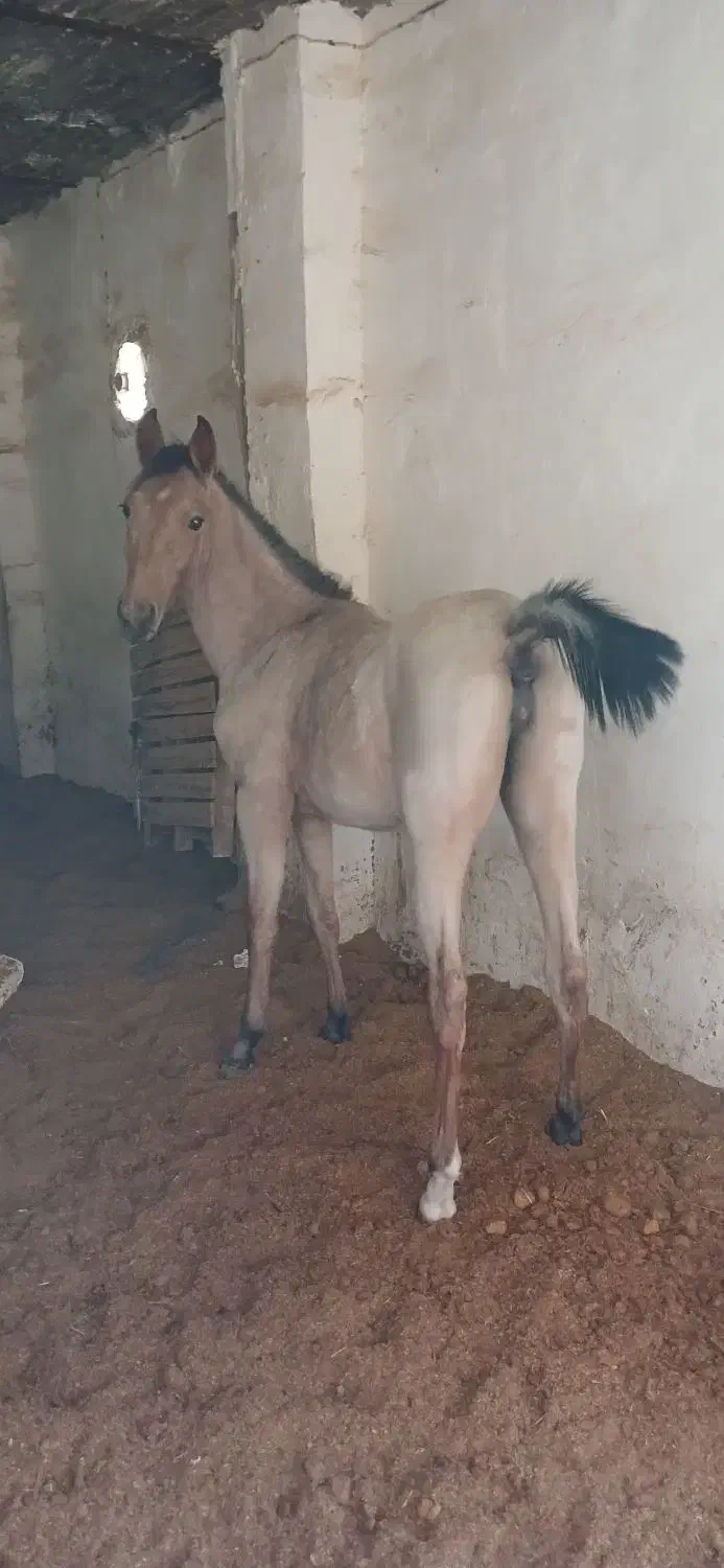 اسب|اسب و تجهیزات اسبسواری|سنندج, |دیوار