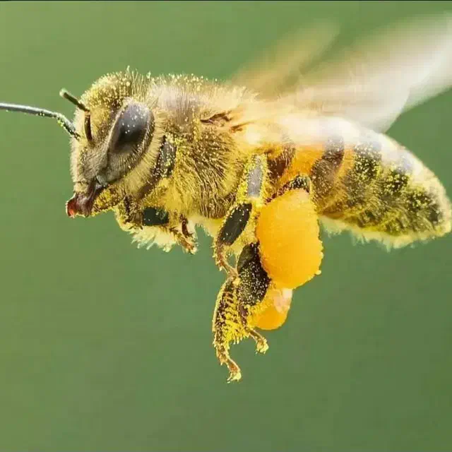 عسل کلی جزئی|خوردنی و آشامیدنی|مشهد, گلبرگ شمالی|دیوار