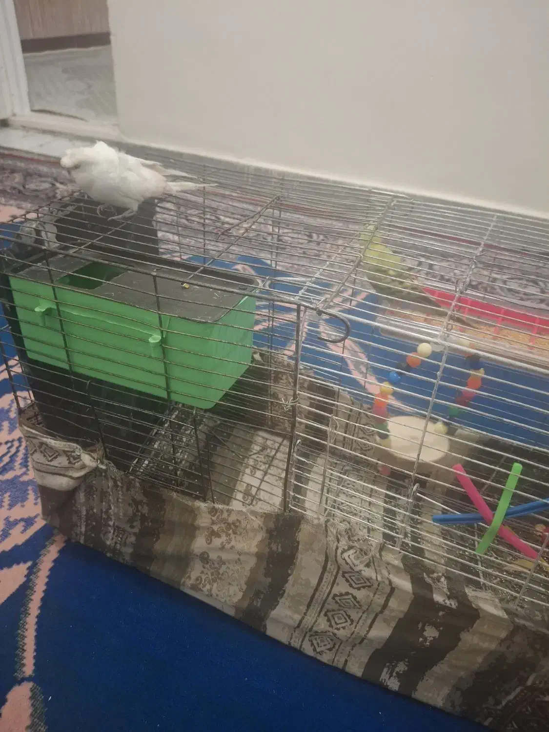 معاوضه با عروس هلندی|پرنده|رومشکان, |دیوار