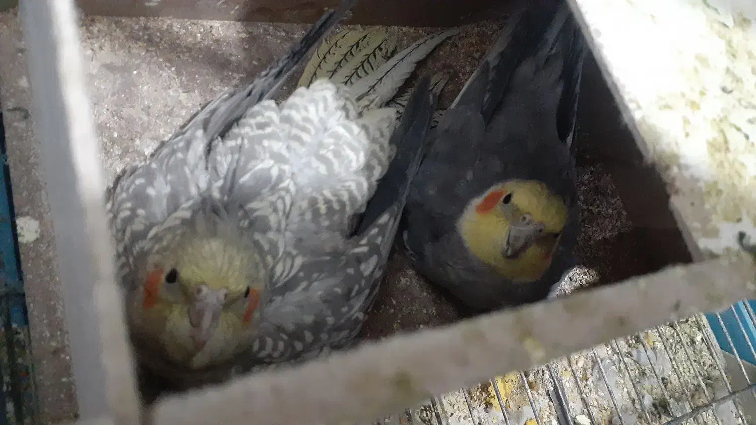 فروش عروس هلندی|پرنده|شیراز, قلعه نو|دیوار