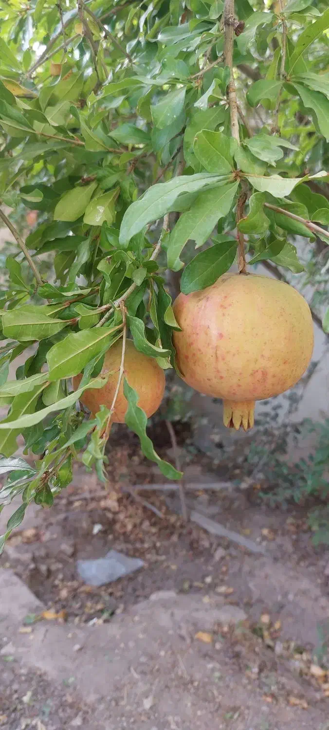 تاج خاتون باغچه خانه اجاره|اجارهٔ خانه و ویلا|سلفچگان, |دیوار