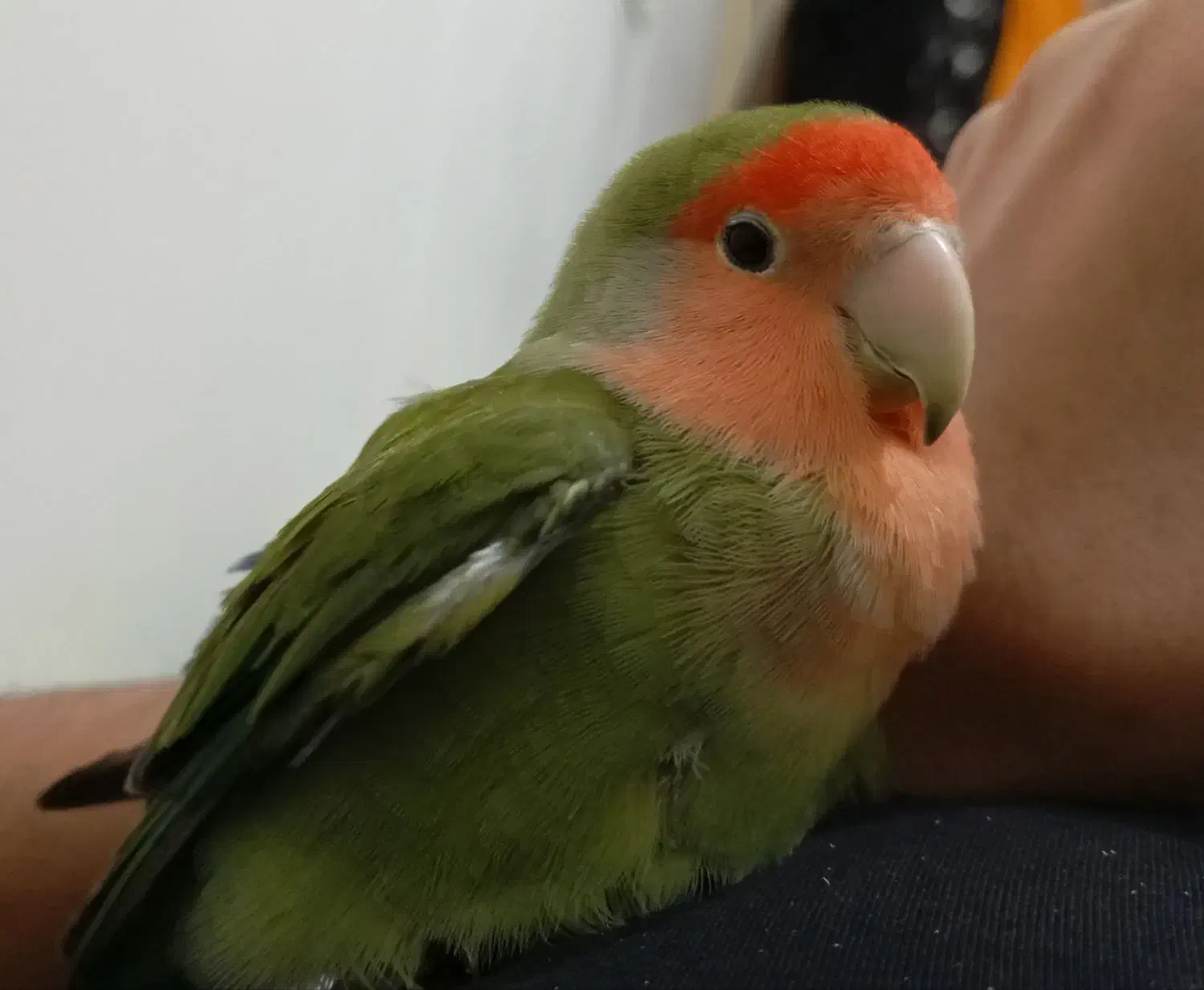 طوطی کوتوله برزیلی صورت هلویی|پرنده|گنبد کاووس, |دیوار