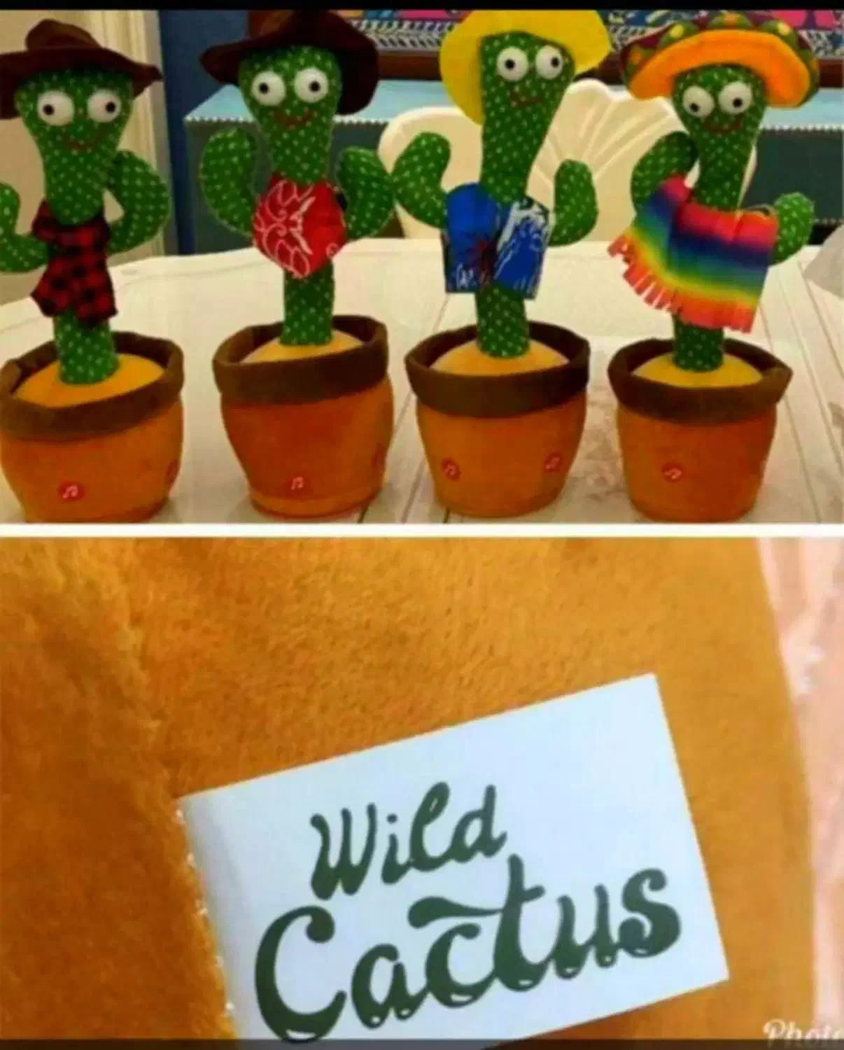 کاکتوس اورجینال اصلی فارسی خوان|اسباببازی|قم, شهرک سازمان آب|دیوار