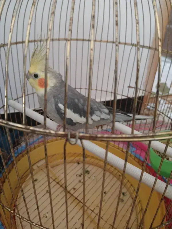 عروس نر|پرنده|لاهیجان, لیالستان|دیوار