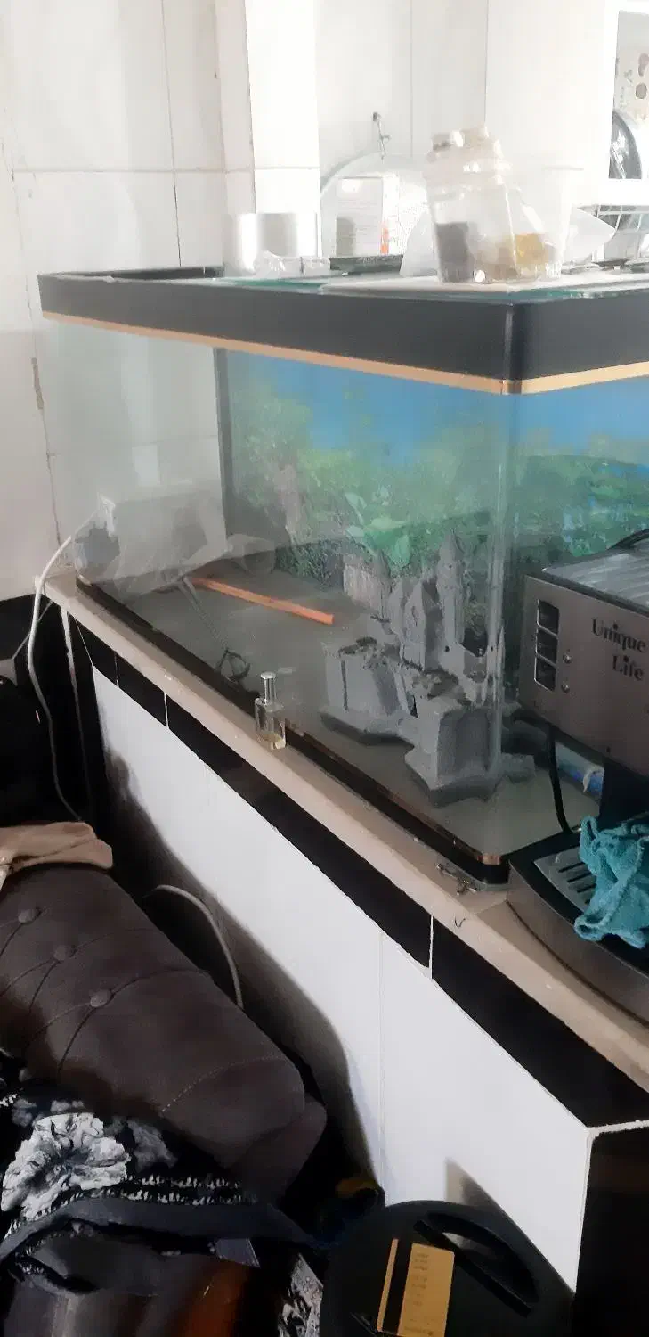 آکواریوم|ماهی|کرمانشاه, |دیوار