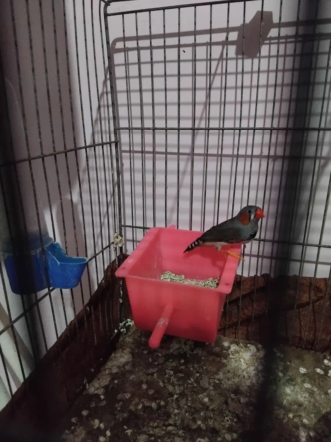 فنچ نر|پرنده|سمنان, |دیوار