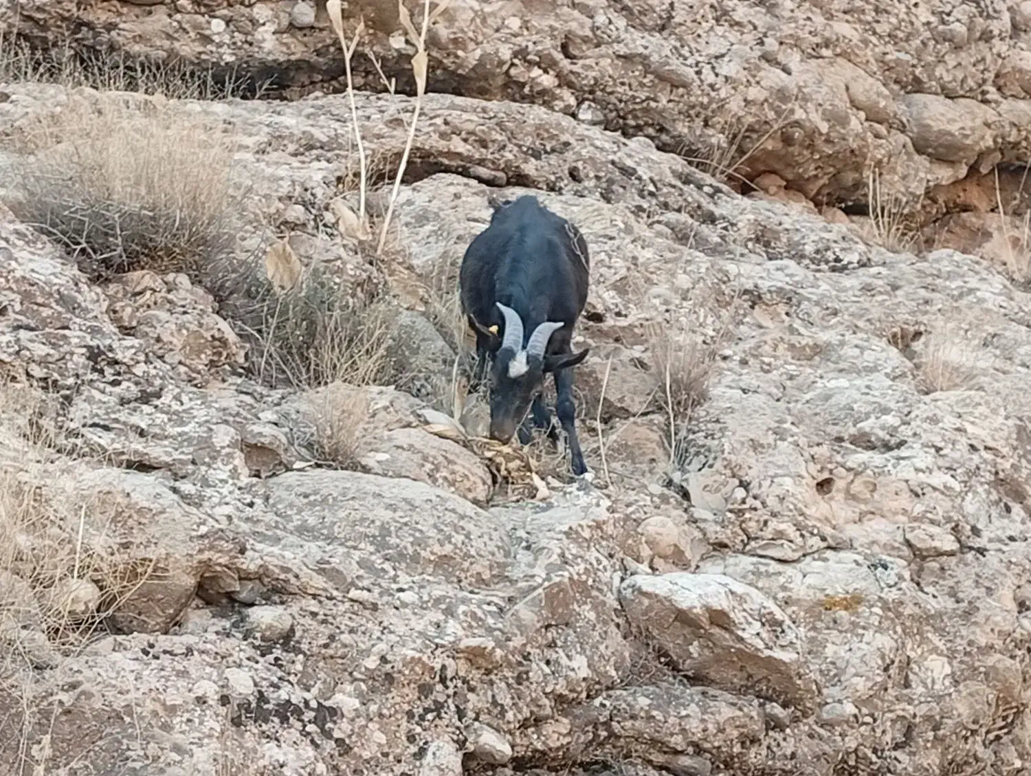 کهره نر دورگ آلپاین|حیوانات مزرعه|شیراز, گویم|دیوار