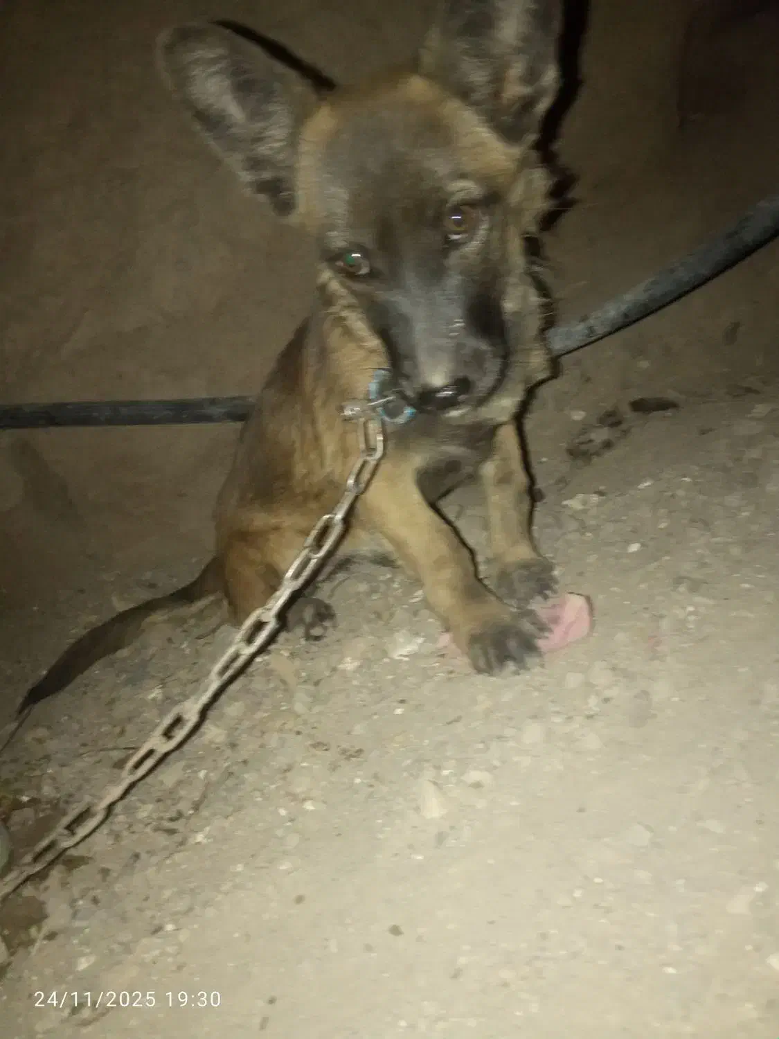 واگذغری ماده پاکوتاه|سگ|بم, |دیوار