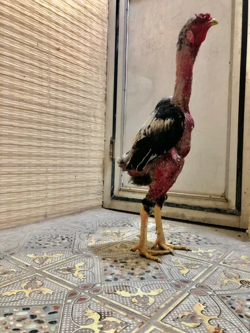 مرغ و خروس لاری ترک اصیل|حیوانات مزرعه|خاش, |دیوار