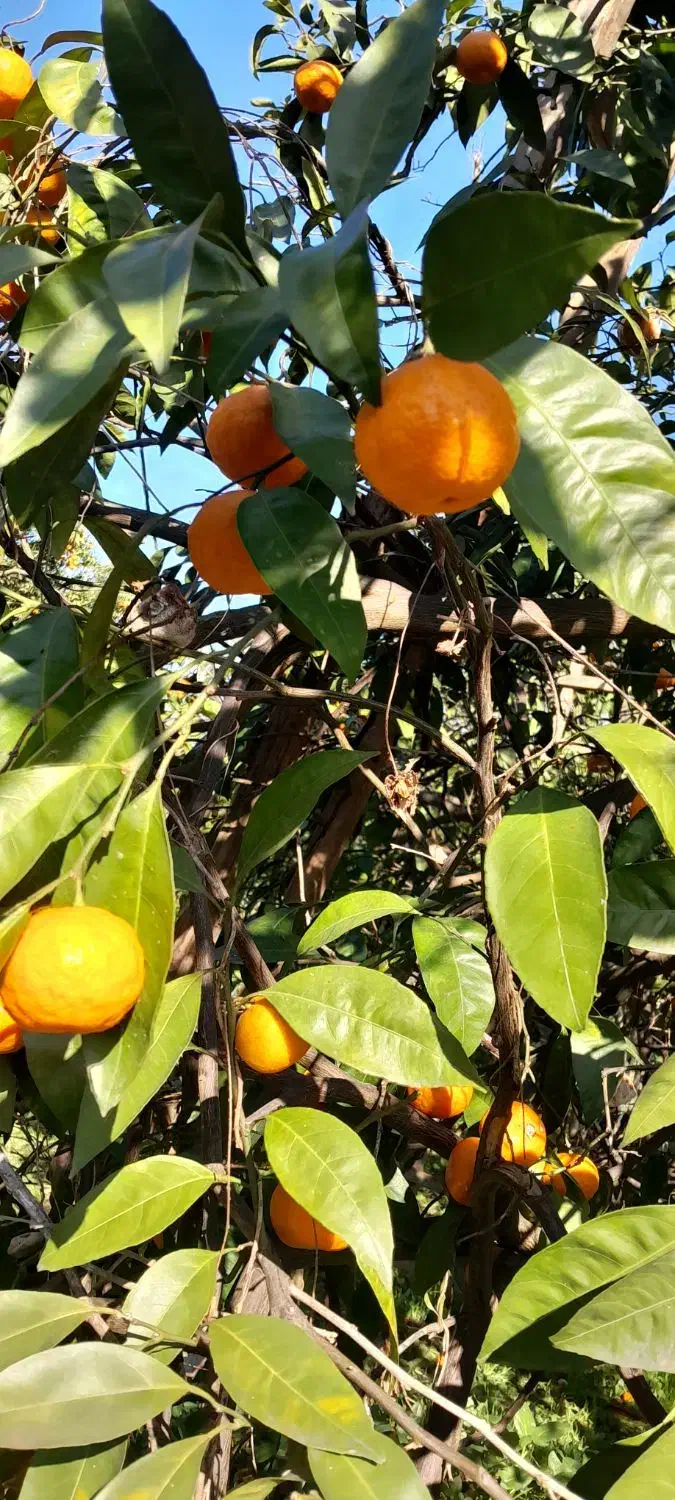 نارنگی|خوردنی و آشامیدنی|قائم‌شهر, |دیوار