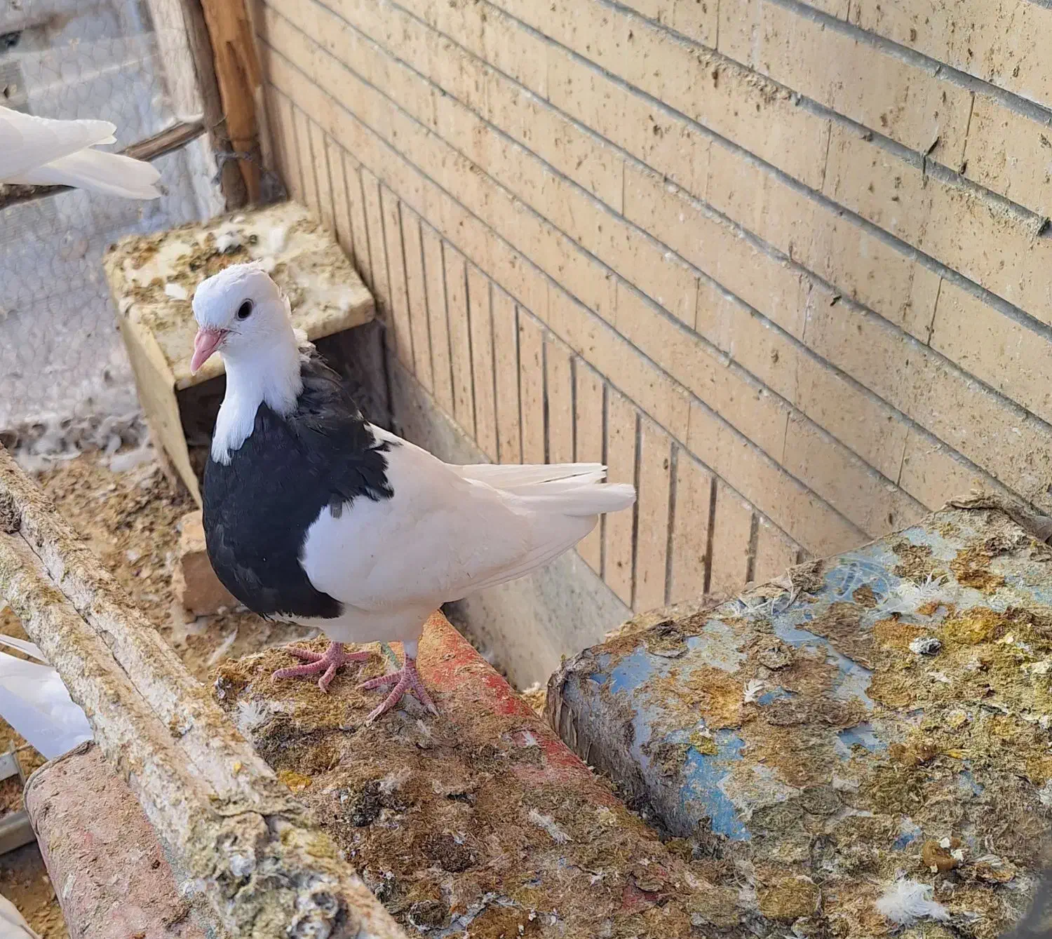 طوقی|پرنده|لنجان, |دیوار