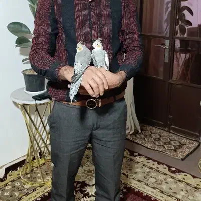 عروس هلندی|پرنده|کرمان, |دیوار