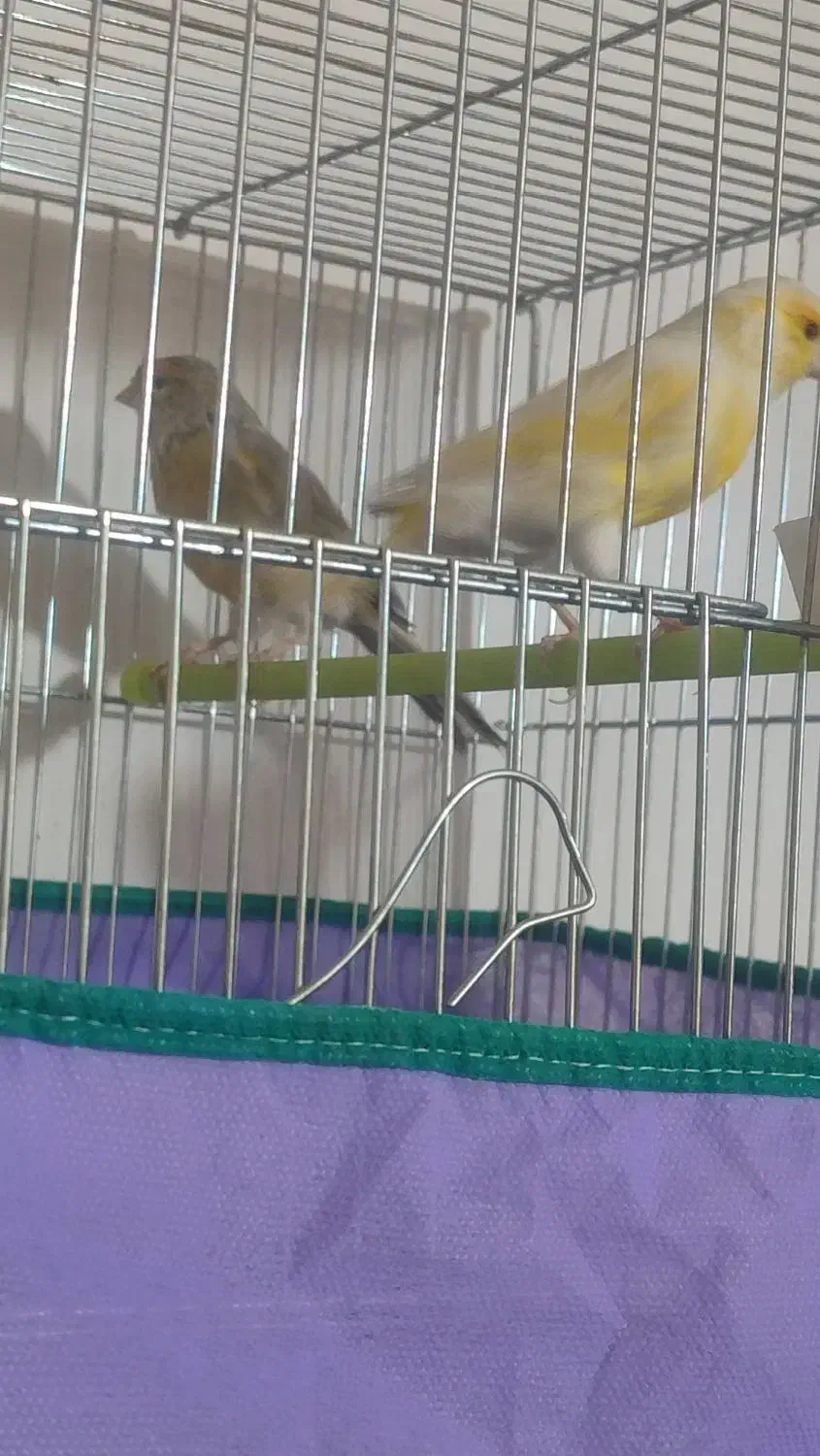 قناری|پرنده|کرمان, |دیوار