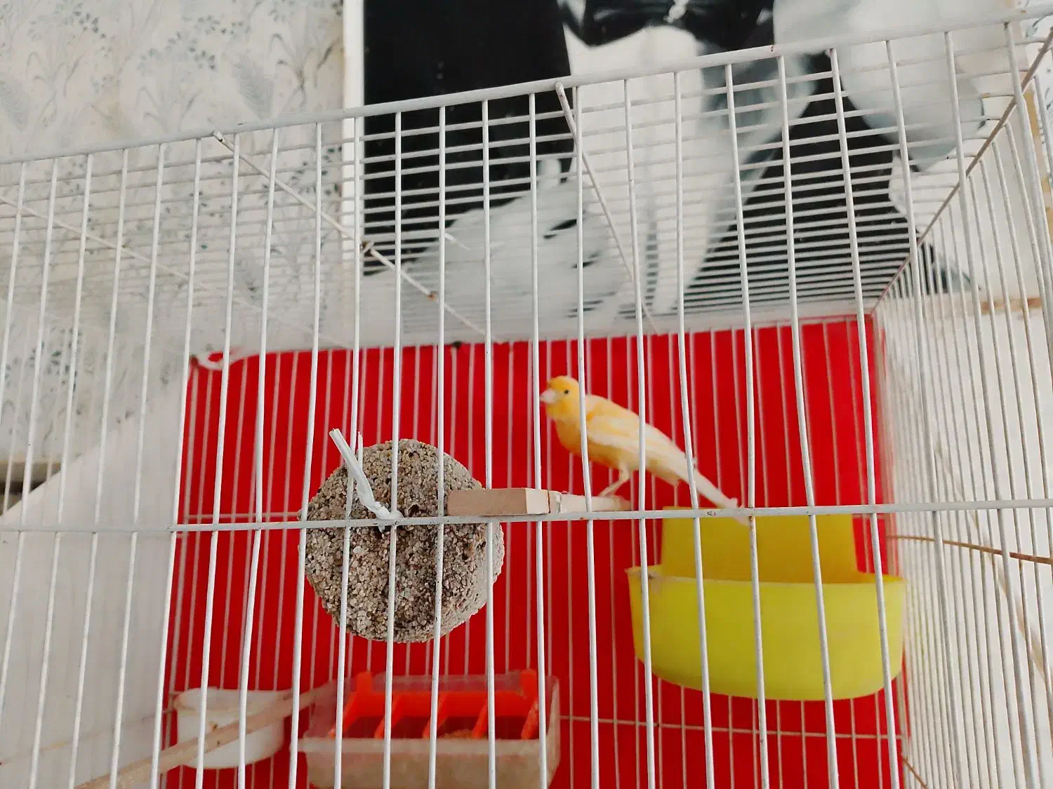 قناری|پرنده|شیروان (خراسان), |دیوار